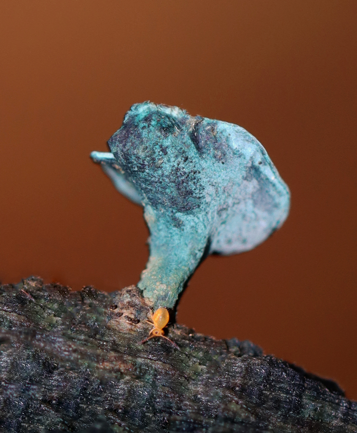 Elfcup - Chlorciboria  aeruginascens With friend :)<br />
<br />
Habitat: Growing on hardwood; mixed forest<br />
<figure class="photo"><a href="https://www.jungledragon.com/image/147054/elfcups_-_chlorciboria_aeruginascens.html" title="Elfcups - Chlorciboria aeruginascens"><img src="https://s3.amazonaws.com/media.jungledragon.com/images/3232/147054_thumb.jpg?AWSAccessKeyId=05GMT0V3GWVNE7GGM1R2&Expires=1767225610&Signature=CUusyg3Cte%2Ftc6p1jz7vN9tqCRA%3D" width="200" height="156" alt="Elfcups - Chlorciboria aeruginascens Habitat: Growing on hardwood; mixed forest<br />
https://www.jungledragon.com/image/147053/elfcup_-_chlorciboria_aeruginascens.html Chlorociboria aeruginascens,Fall,Geotagged,Green elfcup,United States" /></a></figure><br />
 Chlorociboria,Chlorociboria aeruginascens,Fall,Geotagged,United States,elfcup,green Elfcup