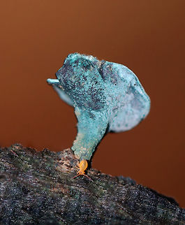 Elfcup - Chlorciboria  aeruginascens With friend :)

Habitat: Growing on hardwood; mixed forest
https://www.jungledragon.com/image/147054/elfcups_-_chlorciboria_aeruginascens.html
 Chlorociboria,Chlorociboria aeruginascens,Fall,Geotagged,United States,elfcup,green Elfcup
