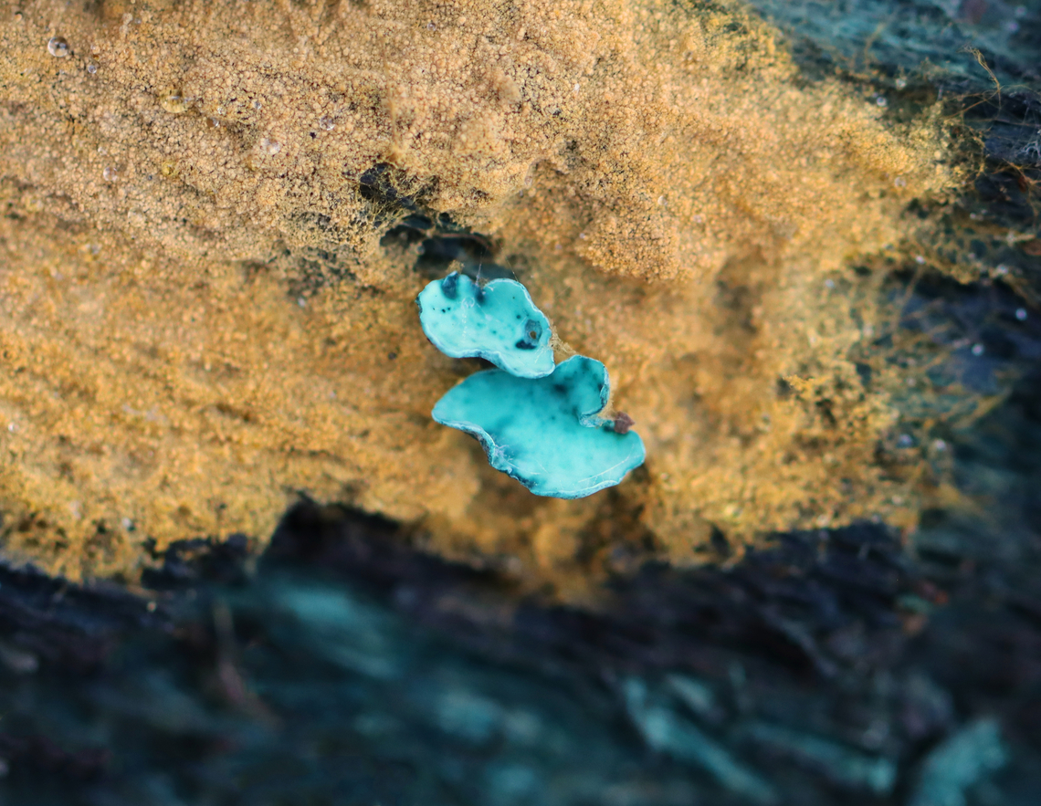 Elfcups - Chlorciboria aeruginascens Habitat: Growing on hardwood; mixed forest<br />
<figure class="photo"><a href="https://www.jungledragon.com/image/147053/elfcup_-_chlorciboria_aeruginascens.html" title="Elfcup - Chlorciboria  aeruginascens"><img src="https://s3.amazonaws.com/media.jungledragon.com/images/3232/147053_thumb.jpg?AWSAccessKeyId=05GMT0V3GWVNE7GGM1R2&Expires=1767225610&Signature=KMGSNGe8%2BnNIr9TJfgbMnIhQIGQ%3D" width="126" height="152" alt="Elfcup - Chlorciboria  aeruginascens With friend :)<br />
<br />
Habitat: Growing on hardwood; mixed forest<br />
https://www.jungledragon.com/image/147054/elfcups_-_chlorciboria_aeruginascens.html<br />
 Chlorociboria,Chlorociboria aeruginascens,Fall,Geotagged,United States,elfcup,green Elfcup" /></a></figure> Chlorociboria aeruginascens,Fall,Geotagged,Green elfcup,United States