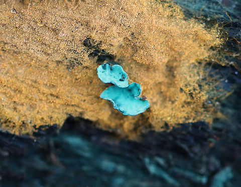 Elfcups - Chlorciboria aeruginascens Habitat: Growing on hardwood; mixed forest
https://www.jungledragon.com/image/147053/elfcup_-_chlorciboria_aeruginascens.html Chlorociboria aeruginascens,Fall,Geotagged,Green elfcup,United States
