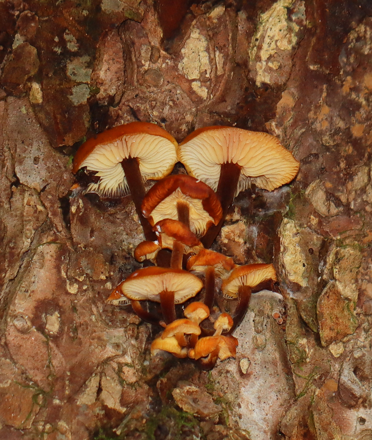 Enoki - Flammulina velutipes Habitat: Some were growing on a hardwood snag, while others were on eastern hemlock.<br />
<figure class="photo"><a href="https://www.jungledragon.com/image/147055/enoki_-_flammulina_velutipes.html" title="Enoki - Flammulina velutipes"><img src="https://s3.amazonaws.com/media.jungledragon.com/images/3232/147055_thumb.jpg?AWSAccessKeyId=05GMT0V3GWVNE7GGM1R2&Expires=1767225610&Signature=99tJp%2FTffT03A%2FTSLY2086MyvzU%3D" width="130" height="152" alt="Enoki - Flammulina velutipes Habitat: Some were growing on a hardwood snag, while others were on eastern hemlock.<br />
https://www.jungledragon.com/image/147055/enoki_-_flammulina_velutipes.html<br />
https://www.jungledragon.com/image/147057/enoki_-_flammulina_velutipes.html<br />
https://www.jungledragon.com/image/147056/enoki_-_flammulina_velutipes.html Enoki,Fall,Flammulina velutipes,Geotagged,United States" /></a></figure><br />
<figure class="photo"><a href="https://www.jungledragon.com/image/147057/enoki_-_flammulina_velutipes.html" title="Enoki - Flammulina velutipes"><img src="https://s3.amazonaws.com/media.jungledragon.com/images/3232/147057_thumb.jpg?AWSAccessKeyId=05GMT0V3GWVNE7GGM1R2&Expires=1767225610&Signature=dlF6BVgz6LmphBiaTJjfen6ge5g%3D" width="144" height="152" alt="Enoki - Flammulina velutipes Habitat: Some were growing on a hardwood snag, while others were on eastern hemlock.<br />
https://www.jungledragon.com/image/147055/enoki_-_flammulina_velutipes.html<br />
https://www.jungledragon.com/image/147057/enoki_-_flammulina_velutipes.html<br />
https://www.jungledragon.com/image/147056/enoki_-_flammulina_velutipes.html Enoki,Fall,Flammulina,Flammulina velutipes,Geotagged,United States,fungus,mushrooms" /></a></figure><br />
<figure class="photo"><a href="https://www.jungledragon.com/image/147056/enoki_-_flammulina_velutipes.html" title="Enoki - Flammulina velutipes"><img src="https://s3.amazonaws.com/media.jungledragon.com/images/3232/147056_thumb.jpg?AWSAccessKeyId=05GMT0V3GWVNE7GGM1R2&Expires=1767225610&Signature=f%2F4It%2FzYmtAdl%2FXTQW3usKrjtxo%3D" width="200" height="146" alt="Enoki - Flammulina velutipes Habitat: Some were growing on a hardwood snag, while others were on eastern hemlock.<br />
https://www.jungledragon.com/image/147055/enoki_-_flammulina_velutipes.html<br />
https://www.jungledragon.com/image/147057/enoki_-_flammulina_velutipes.html<br />
https://www.jungledragon.com/image/147056/enoki_-_flammulina_velutipes.html Enoki,Fall,Flammulina velutipes,Geotagged,United States" /></a></figure> Enoki,Fall,Flammulina velutipes,Geotagged,United States