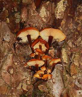 Enoki - Flammulina velutipes Habitat: Some were growing on a hardwood snag, while others were on eastern hemlock.
https://www.jungledragon.com/image/147055/enoki_-_flammulina_velutipes.html
https://www.jungledragon.com/image/147057/enoki_-_flammulina_velutipes.html
https://www.jungledragon.com/image/147056/enoki_-_flammulina_velutipes.html Enoki,Fall,Flammulina velutipes,Geotagged,United States