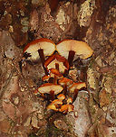 Enoki - Flammulina velutipes Habitat: Some were growing on a hardwood snag, while others were on eastern hemlock.<br />
https://www.jungledragon.com/image/147055/enoki_-_flammulina_velutipes.html<br />
https://www.jungledragon.com/image/147057/enoki_-_flammulina_velutipes.html<br />
https://www.jungledragon.com/image/147056/enoki_-_flammulina_velutipes.html Enoki,Fall,Flammulina velutipes,Geotagged,United States
