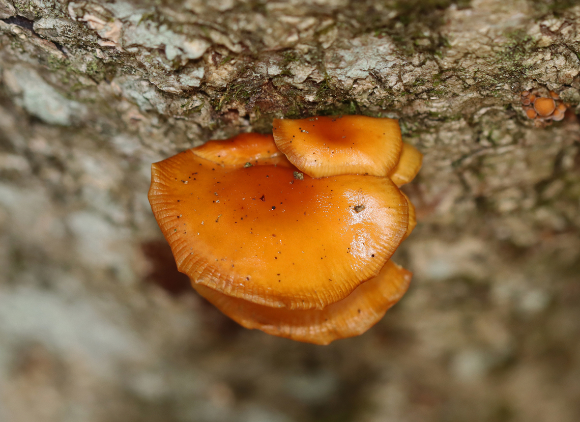 Enoki - Flammulina velutipes Habitat: Some were growing on a hardwood snag, while others were on eastern hemlock.<br />
<figure class="photo"><a href="https://www.jungledragon.com/image/147055/enoki_-_flammulina_velutipes.html" title="Enoki - Flammulina velutipes"><img src="https://s3.amazonaws.com/media.jungledragon.com/images/3232/147055_thumb.jpg?AWSAccessKeyId=05GMT0V3GWVNE7GGM1R2&Expires=1767225610&Signature=99tJp%2FTffT03A%2FTSLY2086MyvzU%3D" width="130" height="152" alt="Enoki - Flammulina velutipes Habitat: Some were growing on a hardwood snag, while others were on eastern hemlock.<br />
https://www.jungledragon.com/image/147055/enoki_-_flammulina_velutipes.html<br />
https://www.jungledragon.com/image/147057/enoki_-_flammulina_velutipes.html<br />
https://www.jungledragon.com/image/147056/enoki_-_flammulina_velutipes.html Enoki,Fall,Flammulina velutipes,Geotagged,United States" /></a></figure><br />
<figure class="photo"><a href="https://www.jungledragon.com/image/147057/enoki_-_flammulina_velutipes.html" title="Enoki - Flammulina velutipes"><img src="https://s3.amazonaws.com/media.jungledragon.com/images/3232/147057_thumb.jpg?AWSAccessKeyId=05GMT0V3GWVNE7GGM1R2&Expires=1767225610&Signature=dlF6BVgz6LmphBiaTJjfen6ge5g%3D" width="144" height="152" alt="Enoki - Flammulina velutipes Habitat: Some were growing on a hardwood snag, while others were on eastern hemlock.<br />
https://www.jungledragon.com/image/147055/enoki_-_flammulina_velutipes.html<br />
https://www.jungledragon.com/image/147057/enoki_-_flammulina_velutipes.html<br />
https://www.jungledragon.com/image/147056/enoki_-_flammulina_velutipes.html Enoki,Fall,Flammulina,Flammulina velutipes,Geotagged,United States,fungus,mushrooms" /></a></figure><br />
<figure class="photo"><a href="https://www.jungledragon.com/image/147056/enoki_-_flammulina_velutipes.html" title="Enoki - Flammulina velutipes"><img src="https://s3.amazonaws.com/media.jungledragon.com/images/3232/147056_thumb.jpg?AWSAccessKeyId=05GMT0V3GWVNE7GGM1R2&Expires=1767225610&Signature=f%2F4It%2FzYmtAdl%2FXTQW3usKrjtxo%3D" width="200" height="146" alt="Enoki - Flammulina velutipes Habitat: Some were growing on a hardwood snag, while others were on eastern hemlock.<br />
https://www.jungledragon.com/image/147055/enoki_-_flammulina_velutipes.html<br />
https://www.jungledragon.com/image/147057/enoki_-_flammulina_velutipes.html<br />
https://www.jungledragon.com/image/147056/enoki_-_flammulina_velutipes.html Enoki,Fall,Flammulina velutipes,Geotagged,United States" /></a></figure> Enoki,Fall,Flammulina velutipes,Geotagged,United States