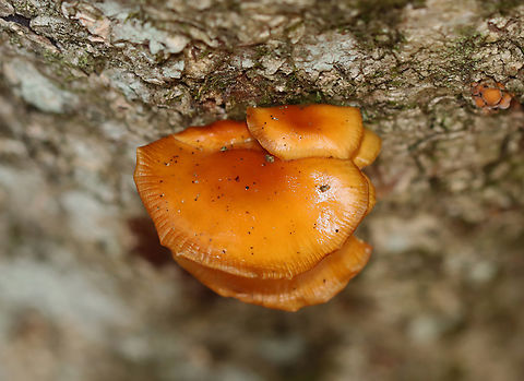 Enoki - Flammulina velutipes Habitat: Some were growing on a hardwood snag, while others were on eastern hemlock.
https://www.jungledragon.com/image/147055/enoki_-_flammulina_velutipes.html
https://www.jungledragon.com/image/147057/enoki_-_flammulina_velutipes.html
https://www.jungledragon.com/image/147056/enoki_-_flammulina_velutipes.html Enoki,Fall,Flammulina velutipes,Geotagged,United States