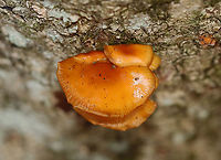 Enoki - Flammulina velutipes Habitat: Some were growing on a hardwood snag, while others were on eastern hemlock.<br />
https://www.jungledragon.com/image/147055/enoki_-_flammulina_velutipes.html<br />
https://www.jungledragon.com/image/147057/enoki_-_flammulina_velutipes.html<br />
https://www.jungledragon.com/image/147056/enoki_-_flammulina_velutipes.html Enoki,Fall,Flammulina velutipes,Geotagged,United States