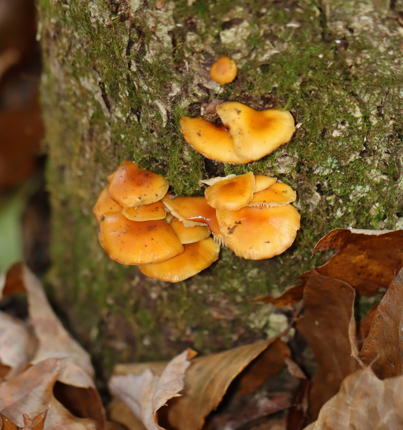 Enoki - Flammulina velutipes Habitat: Some were growing on a hardwood snag, while others were on eastern hemlock.<br />
<figure class="photo"><a href="https://www.jungledragon.com/image/147055/enoki_-_flammulina_velutipes.html" title="Enoki - Flammulina velutipes"><img src="https://s3.amazonaws.com/media.jungledragon.com/images/3232/147055_thumb.jpg?AWSAccessKeyId=05GMT0V3GWVNE7GGM1R2&Expires=1763596810&Signature=5y163AJow5VM9BFWRuHpuEOTF%2Fs%3D" width="130" height="152" alt="Enoki - Flammulina velutipes Habitat: Some were growing on a hardwood snag, while others were on eastern hemlock.<br />
https://www.jungledragon.com/image/147055/enoki_-_flammulina_velutipes.html<br />
https://www.jungledragon.com/image/147057/enoki_-_flammulina_velutipes.html<br />
https://www.jungledragon.com/image/147056/enoki_-_flammulina_velutipes.html Enoki,Fall,Flammulina velutipes,Geotagged,United States" /></a></figure><br />
<figure class="photo"><a href="https://www.jungledragon.com/image/147057/enoki_-_flammulina_velutipes.html" title="Enoki - Flammulina velutipes"><img src="https://s3.amazonaws.com/media.jungledragon.com/images/3232/147057_thumb.jpg?AWSAccessKeyId=05GMT0V3GWVNE7GGM1R2&Expires=1763596810&Signature=Oemr916D3exQt5fm2xnOXkFvLbU%3D" width="144" height="152" alt="Enoki - Flammulina velutipes Habitat: Some were growing on a hardwood snag, while others were on eastern hemlock.<br />
https://www.jungledragon.com/image/147055/enoki_-_flammulina_velutipes.html<br />
https://www.jungledragon.com/image/147057/enoki_-_flammulina_velutipes.html<br />
https://www.jungledragon.com/image/147056/enoki_-_flammulina_velutipes.html Enoki,Fall,Flammulina,Flammulina velutipes,Geotagged,United States,fungus,mushrooms" /></a></figure><br />
<figure class="photo"><a href="https://www.jungledragon.com/image/147056/enoki_-_flammulina_velutipes.html" title="Enoki - Flammulina velutipes"><img src="https://s3.amazonaws.com/media.jungledragon.com/images/3232/147056_thumb.jpg?AWSAccessKeyId=05GMT0V3GWVNE7GGM1R2&Expires=1763596810&Signature=y10CSihB7fRBKHOrkW2yEfJl0Ss%3D" width="200" height="146" alt="Enoki - Flammulina velutipes Habitat: Some were growing on a hardwood snag, while others were on eastern hemlock.<br />
https://www.jungledragon.com/image/147055/enoki_-_flammulina_velutipes.html<br />
https://www.jungledragon.com/image/147057/enoki_-_flammulina_velutipes.html<br />
https://www.jungledragon.com/image/147056/enoki_-_flammulina_velutipes.html Enoki,Fall,Flammulina velutipes,Geotagged,United States" /></a></figure> Enoki,Fall,Flammulina,Flammulina velutipes,Geotagged,United States,fungus,mushrooms