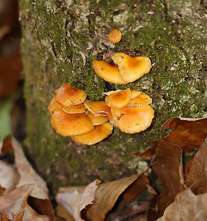 Enoki - Flammulina velutipes Habitat: Some were growing on a hardwood snag, while others were on eastern hemlock.
https://www.jungledragon.com/image/147055/enoki_-_flammulina_velutipes.html
https://www.jungledragon.com/image/147057/enoki_-_flammulina_velutipes.html
https://www.jungledragon.com/image/147056/enoki_-_flammulina_velutipes.html Enoki,Fall,Flammulina,Flammulina velutipes,Geotagged,United States,fungus,mushrooms