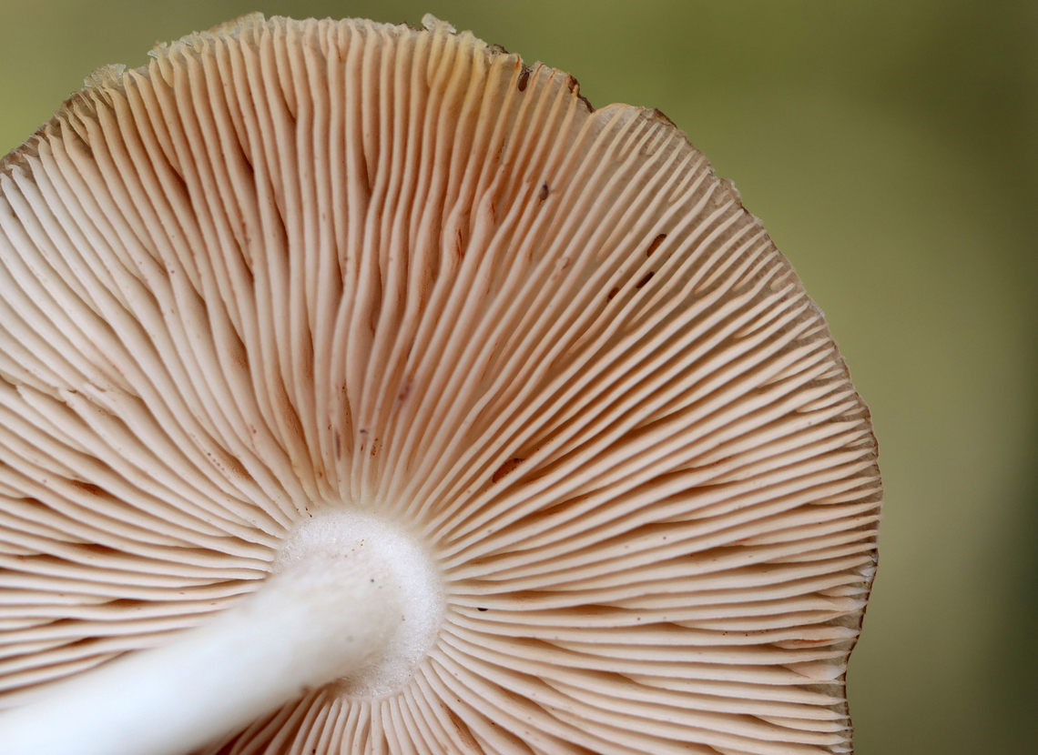 Deer Shield - Pluteus cervinus Habitat: Hardwood log<br />
<figure class="photo"><a href="https://www.jungledragon.com/image/147058/deer_shield_-_pluteus_cervinus.html" title="Deer Shield - Pluteus cervinus"><img src="https://s3.amazonaws.com/media.jungledragon.com/images/3232/147058_thumb.jpg?AWSAccessKeyId=05GMT0V3GWVNE7GGM1R2&Expires=1759968010&Signature=us7MkXkYtg5IwO7oBaekDCPuTEU%3D" width="200" height="146" alt="Deer Shield - Pluteus cervinus Habitat: Hardwood log<br />
https://www.jungledragon.com/image/147058/deer_shield_-_pluteus_cervinus.html<br />
https://www.jungledragon.com/image/147060/deer_shield_-_pluteus_cervinus.html<br />
https://www.jungledragon.com/image/147059/deer_shield_-_pluteus_cervinus.html Deer shield,Fall,Geotagged,Pluteus cervinus,United States" /></a></figure><br />
<figure class="photo"><a href="https://www.jungledragon.com/image/147060/deer_shield_-_pluteus_cervinus.html" title="Deer Shield - Pluteus cervinus"><img src="https://s3.amazonaws.com/media.jungledragon.com/images/3232/147060_thumb.jpg?AWSAccessKeyId=05GMT0V3GWVNE7GGM1R2&Expires=1759968010&Signature=L7qNxZFSGO8x8TVZSYX1FUhRxIU%3D" width="200" height="160" alt="Deer Shield - Pluteus cervinus Habitat: Hardwood log<br />
https://www.jungledragon.com/image/147058/deer_shield_-_pluteus_cervinus.html<br />
https://www.jungledragon.com/image/147060/deer_shield_-_pluteus_cervinus.html<br />
https://www.jungledragon.com/image/147059/deer_shield_-_pluteus_cervinus.html Deer shield,Fall,Geotagged,Pluteus,Pluteus cervinus,United States,fungus,mushroom" /></a></figure><br />
<figure class="photo"><a href="https://www.jungledragon.com/image/147059/deer_shield_-_pluteus_cervinus.html" title="Deer Shield - Pluteus cervinus"><img src="https://s3.amazonaws.com/media.jungledragon.com/images/3232/147059_thumb.jpg?AWSAccessKeyId=05GMT0V3GWVNE7GGM1R2&Expires=1759968010&Signature=mODKCHOMv4gbS%2FoSrTYAZuqo9LE%3D" width="200" height="166" alt="Deer Shield - Pluteus cervinus Habitat: Hardwood log<br />
https://www.jungledragon.com/image/147058/deer_shield_-_pluteus_cervinus.html<br />
https://www.jungledragon.com/image/147060/deer_shield_-_pluteus_cervinus.html<br />
https://www.jungledragon.com/image/147059/deer_shield_-_pluteus_cervinus.html Deer shield,Fall,Geotagged,Pluteus cervinus,United States" /></a></figure> Deer shield,Fall,Geotagged,Pluteus cervinus,United States