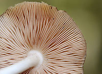 Deer Shield - Pluteus cervinus Habitat: Hardwood log<br />
https://www.jungledragon.com/image/147058/deer_shield_-_pluteus_cervinus.html<br />
https://www.jungledragon.com/image/147060/deer_shield_-_pluteus_cervinus.html<br />
https://www.jungledragon.com/image/147059/deer_shield_-_pluteus_cervinus.html Deer shield,Fall,Geotagged,Pluteus cervinus,United States
