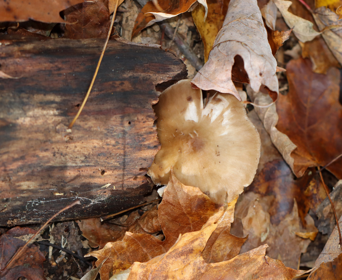 Deer Shield - Pluteus cervinus Habitat: Hardwood log<br />
<figure class="photo"><a href="https://www.jungledragon.com/image/147058/deer_shield_-_pluteus_cervinus.html" title="Deer Shield - Pluteus cervinus"><img src="https://s3.amazonaws.com/media.jungledragon.com/images/3232/147058_thumb.jpg?AWSAccessKeyId=05GMT0V3GWVNE7GGM1R2&Expires=1759968010&Signature=us7MkXkYtg5IwO7oBaekDCPuTEU%3D" width="200" height="146" alt="Deer Shield - Pluteus cervinus Habitat: Hardwood log<br />
https://www.jungledragon.com/image/147058/deer_shield_-_pluteus_cervinus.html<br />
https://www.jungledragon.com/image/147060/deer_shield_-_pluteus_cervinus.html<br />
https://www.jungledragon.com/image/147059/deer_shield_-_pluteus_cervinus.html Deer shield,Fall,Geotagged,Pluteus cervinus,United States" /></a></figure><br />
<figure class="photo"><a href="https://www.jungledragon.com/image/147060/deer_shield_-_pluteus_cervinus.html" title="Deer Shield - Pluteus cervinus"><img src="https://s3.amazonaws.com/media.jungledragon.com/images/3232/147060_thumb.jpg?AWSAccessKeyId=05GMT0V3GWVNE7GGM1R2&Expires=1759968010&Signature=L7qNxZFSGO8x8TVZSYX1FUhRxIU%3D" width="200" height="160" alt="Deer Shield - Pluteus cervinus Habitat: Hardwood log<br />
https://www.jungledragon.com/image/147058/deer_shield_-_pluteus_cervinus.html<br />
https://www.jungledragon.com/image/147060/deer_shield_-_pluteus_cervinus.html<br />
https://www.jungledragon.com/image/147059/deer_shield_-_pluteus_cervinus.html Deer shield,Fall,Geotagged,Pluteus,Pluteus cervinus,United States,fungus,mushroom" /></a></figure><br />
<figure class="photo"><a href="https://www.jungledragon.com/image/147059/deer_shield_-_pluteus_cervinus.html" title="Deer Shield - Pluteus cervinus"><img src="https://s3.amazonaws.com/media.jungledragon.com/images/3232/147059_thumb.jpg?AWSAccessKeyId=05GMT0V3GWVNE7GGM1R2&Expires=1759968010&Signature=mODKCHOMv4gbS%2FoSrTYAZuqo9LE%3D" width="200" height="166" alt="Deer Shield - Pluteus cervinus Habitat: Hardwood log<br />
https://www.jungledragon.com/image/147058/deer_shield_-_pluteus_cervinus.html<br />
https://www.jungledragon.com/image/147060/deer_shield_-_pluteus_cervinus.html<br />
https://www.jungledragon.com/image/147059/deer_shield_-_pluteus_cervinus.html Deer shield,Fall,Geotagged,Pluteus cervinus,United States" /></a></figure> Deer shield,Fall,Geotagged,Pluteus cervinus,United States
