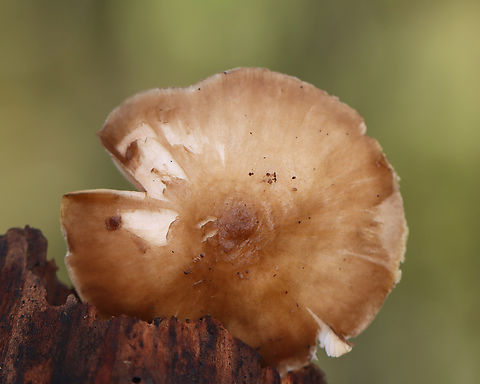 Deer Shield - Pluteus cervinus Habitat: Hardwood log
https://www.jungledragon.com/image/147058/deer_shield_-_pluteus_cervinus.html
https://www.jungledragon.com/image/147060/deer_shield_-_pluteus_cervinus.html
https://www.jungledragon.com/image/147059/deer_shield_-_pluteus_cervinus.html Deer shield,Fall,Geotagged,Pluteus,Pluteus cervinus,United States,fungus,mushroom