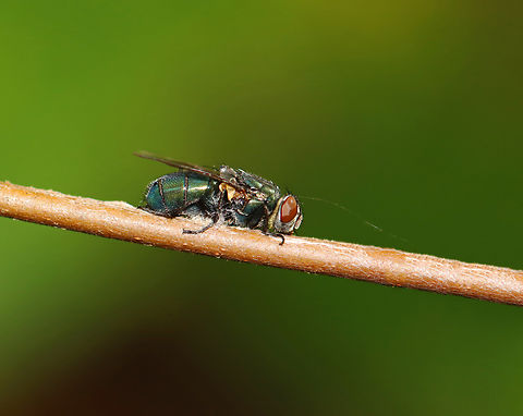 Entomophthora muscae on Blowfly Host: Blowfly (Phormia regina) Complex Entomophthora muscae,Entomophthora muscae,Fall,Fly Death Fungi,Geotagged,United States,fungus