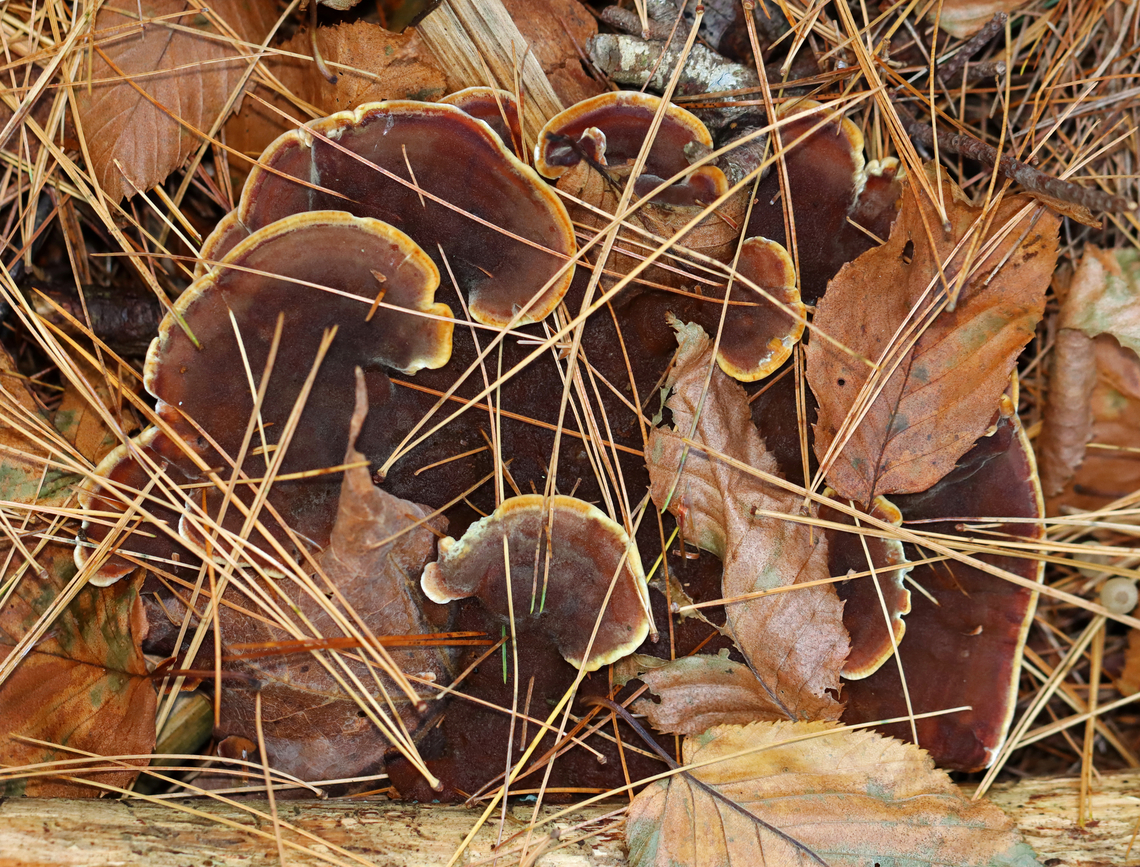 Velvet-top Fungus  Phaeolus schweinitzii The pores bruised when pressed.<br />
<br />
Habitat: Growing on the ground under pine in a mixed forest. Fall,Geotagged,Phaeolus,Phaeolus schweinitzii,United States,Velvet-top fungus,fungus,mushroom,polypore