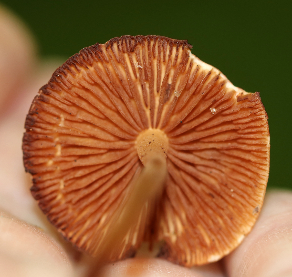Mushrooms - Marasmius lachnophyllus Habitat: Growing in a cluster, on the ground, in a mixed forest.<br />
<figure class="photo"><a href="https://www.jungledragon.com/image/147085/mushrooms_-_marasmius_lachnophyllus.html" title="Mushrooms - Marasmius lachnophyllus"><img src="https://s3.amazonaws.com/media.jungledragon.com/images/3232/147085_thumb.jpg?AWSAccessKeyId=05GMT0V3GWVNE7GGM1R2&Expires=1759968010&Signature=Na5spzKynEkMAMPjujQvQRIucL4%3D" width="200" height="134" alt="Mushrooms - Marasmius lachnophyllus Habitat: Growing in a cluster, on the ground, in a mixed forest.<br />
https://www.jungledragon.com/image/147085/mushrooms_-_marasmius_lachnophyllus.html<br />
https://www.jungledragon.com/image/147083/mushrooms_-_marasmius_lachnophyllus.html<br />
https://www.jungledragon.com/image/147084/mushrooms_-_marasmius_lachnophyllus.html Geotagged,Marasmius lachnophyllus,Summer,United States" /></a></figure><br />
<figure class="photo"><a href="https://www.jungledragon.com/image/147083/mushrooms_-_marasmius_lachnophyllus.html" title="Mushrooms - Marasmius lachnophyllus"><img src="https://s3.amazonaws.com/media.jungledragon.com/images/3232/147083_thumb.jpg?AWSAccessKeyId=05GMT0V3GWVNE7GGM1R2&Expires=1759968010&Signature=WP3%2FZIXcYJcE%2FVuXyBPNQMCmako%3D" width="200" height="190" alt="Mushrooms - Marasmius lachnophyllus Habitat: Growing in a cluster, on the ground, in a mixed forest.<br />
https://www.jungledragon.com/image/147085/mushrooms_-_marasmius_lachnophyllus.html<br />
https://www.jungledragon.com/image/147083/mushrooms_-_marasmius_lachnophyllus.html<br />
https://www.jungledragon.com/image/147084/mushrooms_-_marasmius_lachnophyllus.html Geotagged,Marasmius lachnophyllus,Summer,United States" /></a></figure><br />
<figure class="photo"><a href="https://www.jungledragon.com/image/147084/mushrooms_-_marasmius_lachnophyllus.html" title="Mushrooms - Marasmius lachnophyllus"><img src="https://s3.amazonaws.com/media.jungledragon.com/images/3232/147084_thumb.jpg?AWSAccessKeyId=05GMT0V3GWVNE7GGM1R2&Expires=1759968010&Signature=KdvyECz5NqpjEXGnrTTuK0Rc3EA%3D" width="200" height="166" alt="Mushrooms - Marasmius lachnophyllus Habitat: Growing in a cluster, on the ground, in a mixed forest.<br />
https://www.jungledragon.com/image/147085/mushrooms_-_marasmius_lachnophyllus.html<br />
https://www.jungledragon.com/image/147083/mushrooms_-_marasmius_lachnophyllus.html<br />
https://www.jungledragon.com/image/147084/mushrooms_-_marasmius_lachnophyllus.html Geotagged,Marasmius,Marasmius lachnophyllus,Summer,United States,fungus,mushrooms" /></a></figure> Geotagged,Marasmius lachnophyllus,Summer,United States