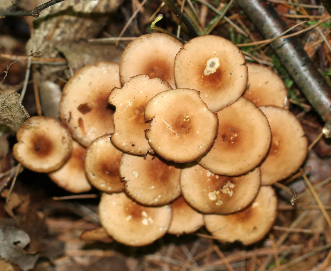 Mushrooms - Marasmius lachnophyllus Habitat: Growing in a cluster, on the ground, in a mixed forest.<br />
<figure class="photo"><a href="https://www.jungledragon.com/image/147085/mushrooms_-_marasmius_lachnophyllus.html" title="Mushrooms - Marasmius lachnophyllus"><img src="https://s3.amazonaws.com/media.jungledragon.com/images/3232/147085_thumb.jpg?AWSAccessKeyId=05GMT0V3GWVNE7GGM1R2&Expires=1763596810&Signature=8rYuO%2Fg5iUDE4KfCnDatuy8lYrM%3D" width="200" height="134" alt="Mushrooms - Marasmius lachnophyllus Habitat: Growing in a cluster, on the ground, in a mixed forest.<br />
https://www.jungledragon.com/image/147085/mushrooms_-_marasmius_lachnophyllus.html<br />
https://www.jungledragon.com/image/147083/mushrooms_-_marasmius_lachnophyllus.html<br />
https://www.jungledragon.com/image/147084/mushrooms_-_marasmius_lachnophyllus.html Geotagged,Marasmius lachnophyllus,Summer,United States" /></a></figure><br />
<figure class="photo"><a href="https://www.jungledragon.com/image/147083/mushrooms_-_marasmius_lachnophyllus.html" title="Mushrooms - Marasmius lachnophyllus"><img src="https://s3.amazonaws.com/media.jungledragon.com/images/3232/147083_thumb.jpg?AWSAccessKeyId=05GMT0V3GWVNE7GGM1R2&Expires=1763596810&Signature=ePLMPGokvEn9H0kEBHowhn4QSO8%3D" width="200" height="190" alt="Mushrooms - Marasmius lachnophyllus Habitat: Growing in a cluster, on the ground, in a mixed forest.<br />
https://www.jungledragon.com/image/147085/mushrooms_-_marasmius_lachnophyllus.html<br />
https://www.jungledragon.com/image/147083/mushrooms_-_marasmius_lachnophyllus.html<br />
https://www.jungledragon.com/image/147084/mushrooms_-_marasmius_lachnophyllus.html Geotagged,Marasmius lachnophyllus,Summer,United States" /></a></figure><br />
<figure class="photo"><a href="https://www.jungledragon.com/image/147084/mushrooms_-_marasmius_lachnophyllus.html" title="Mushrooms - Marasmius lachnophyllus"><img src="https://s3.amazonaws.com/media.jungledragon.com/images/3232/147084_thumb.jpg?AWSAccessKeyId=05GMT0V3GWVNE7GGM1R2&Expires=1763596810&Signature=WXCIXMwiQwMJptAYVl2i94CxSvs%3D" width="200" height="166" alt="Mushrooms - Marasmius lachnophyllus Habitat: Growing in a cluster, on the ground, in a mixed forest.<br />
https://www.jungledragon.com/image/147085/mushrooms_-_marasmius_lachnophyllus.html<br />
https://www.jungledragon.com/image/147083/mushrooms_-_marasmius_lachnophyllus.html<br />
https://www.jungledragon.com/image/147084/mushrooms_-_marasmius_lachnophyllus.html Geotagged,Marasmius,Marasmius lachnophyllus,Summer,United States,fungus,mushrooms" /></a></figure> Geotagged,Marasmius,Marasmius lachnophyllus,Summer,United States,fungus,mushrooms