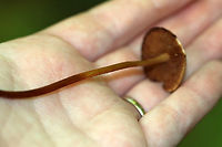 Mushrooms - Marasmius lachnophyllus Habitat: Growing in a cluster, on the ground, in a mixed forest.<br />
https://www.jungledragon.com/image/147085/mushrooms_-_marasmius_lachnophyllus.html<br />
https://www.jungledragon.com/image/147083/mushrooms_-_marasmius_lachnophyllus.html<br />
https://www.jungledragon.com/image/147084/mushrooms_-_marasmius_lachnophyllus.html Geotagged,Marasmius lachnophyllus,Summer,United States