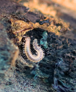 Sausage Millipede - Order Chordeumatida Habitat: Found in a rotting log; mixed forest Chordeumatida,Fall,Geotagged,United States,diplopoda,millipede,sausage millipede
