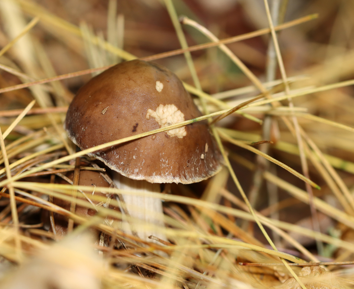 Cyclocybe erebia Habitat: Growing on the ground under pine in a mixed forest.<br />
<figure class="photo"><a href="https://www.jungledragon.com/image/147089/cyclocybe_erebia.html" title="Cyclocybe erebia"><img src="https://s3.amazonaws.com/media.jungledragon.com/images/3232/147089_thumb.jpg?AWSAccessKeyId=05GMT0V3GWVNE7GGM1R2&Expires=1759968010&Signature=oDiJ5cNr6xuC%2Fr8gLRTgdDECg1k%3D" width="200" height="158" alt="Cyclocybe erebia Habitat: Growing on the ground under pine in a mixed forest.<br />
https://www.jungledragon.com/image/147087/cyclocybe_erebia.html Cyclocybe,Cyclocybe erebia,Dark fieldcap,Fall,Geotagged,United States,fungus,mushroom" /></a></figure> Cyclocybe erebia,Dark fieldcap,Fall,Geotagged,United States