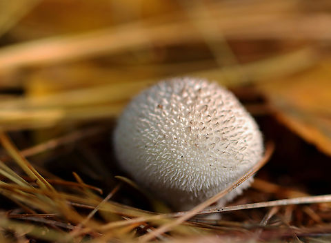 Gem-studded Puffball - Lycoperdon perlatum Habitat: Growing on buried wood; mixed forest Common puffball,Fall,Geotagged,Lycoperdon,Lycoperdon perlatum,United States,fungus,mushroom,puffball
