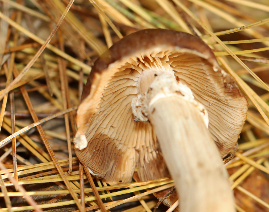 Cyclocybe erebia Habitat: Growing on the ground under pine in a mixed forest.<br />
<figure class="photo"><a href="https://www.jungledragon.com/image/147087/cyclocybe_erebia.html" title="Cyclocybe erebia"><img src="https://s3.amazonaws.com/media.jungledragon.com/images/3232/147087_thumb.jpg?AWSAccessKeyId=05GMT0V3GWVNE7GGM1R2&Expires=1767225610&Signature=HILzM1SIslUQ4roeQlg3j9VWs60%3D" width="200" height="164" alt="Cyclocybe erebia Habitat: Growing on the ground under pine in a mixed forest.<br />
https://www.jungledragon.com/image/147089/cyclocybe_erebia.html Cyclocybe erebia,Dark fieldcap,Fall,Geotagged,United States" /></a></figure> Cyclocybe,Cyclocybe erebia,Dark fieldcap,Fall,Geotagged,United States,fungus,mushroom
