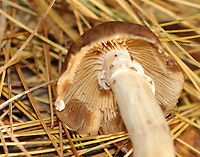 Cyclocybe erebia Habitat: Growing on the ground under pine in a mixed forest.<br />
https://www.jungledragon.com/image/147087/cyclocybe_erebia.html Cyclocybe,Cyclocybe erebia,Dark fieldcap,Fall,Geotagged,United States,fungus,mushroom