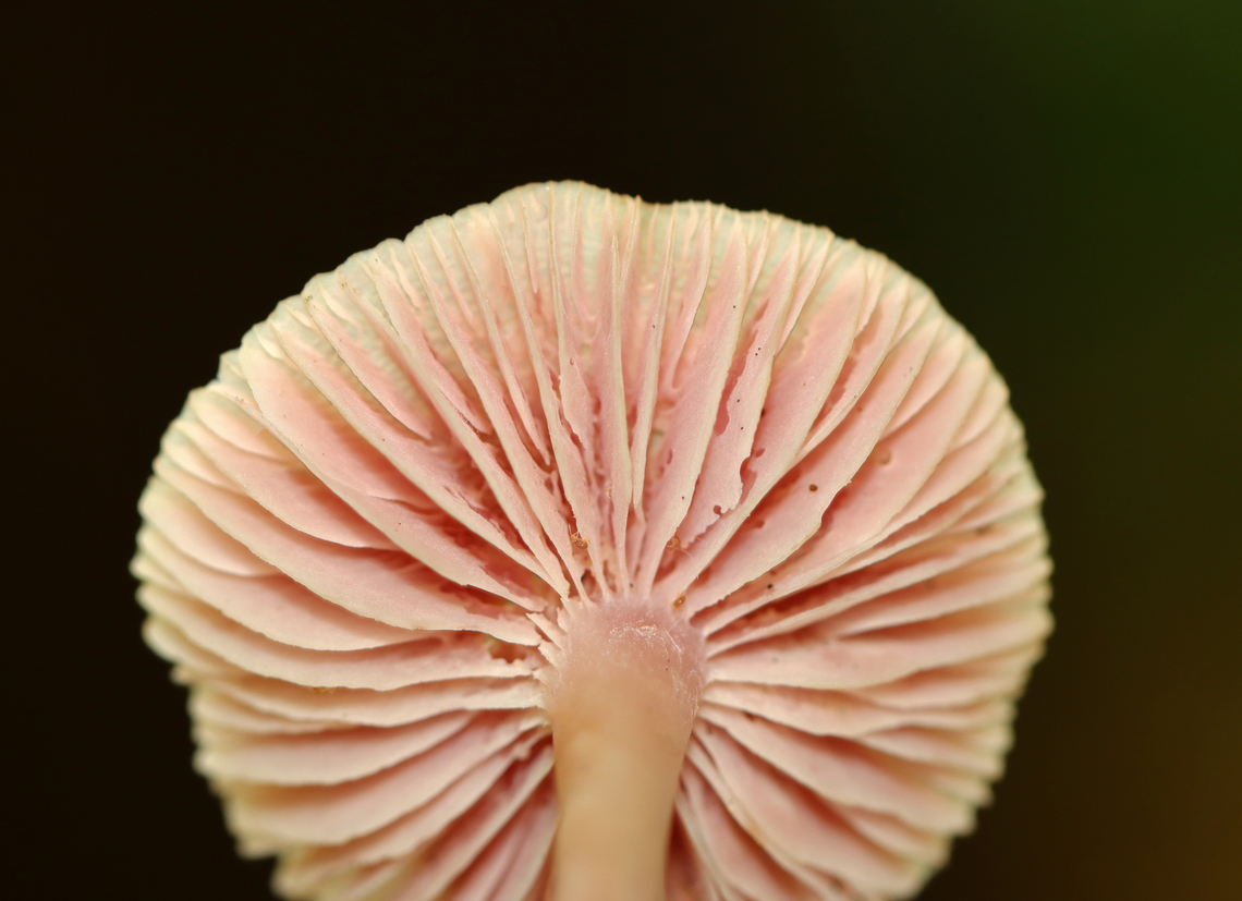 Lilac bonnet - Mycena pura Habitat: Growing under pine; mixed forest Fall,Geotagged,Lilac bonnet,Mycena pura,United States,bonnet,fungus,mushroom,mycena