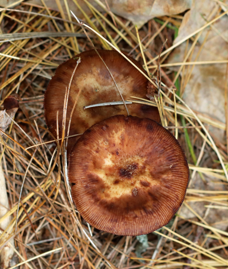 Bulbous Honey Fungus - Armillaria gallica *Species ID is tentative<br />
<br />
Habitat: Growing on the ground under pine; mixed forest<br />
<figure class="photo"><a href="https://www.jungledragon.com/image/147098/bulbous_honey_fungus_-_armillaria_gallica.html" title="Bulbous Honey Fungus - Armillaria gallica"><img src="https://s3.amazonaws.com/media.jungledragon.com/images/3232/147098_thumb.jpg?AWSAccessKeyId=05GMT0V3GWVNE7GGM1R2&Expires=1759968010&Signature=xShfN7PgtWm%2BnTZgcI2v5zenN%2BI%3D" width="130" height="152" alt="Bulbous Honey Fungus - Armillaria gallica *Species ID is tentative<br />
<br />
Habitat: Growing on the ground under pine; mixed forest<br />
https://www.jungledragon.com/image/147098/bulbous_honey_fungus_-_armillaria_gallica.html<br />
https://www.jungledragon.com/image/147100/bulbous_honey_fungus_-_armillaria_gallica.html<br />
https://www.jungledragon.com/image/147099/bulbous_honey_fungus_-_armillaria_gallica.html Armillaria gallica,Bulbous Honey Fungus,Fall,Geotagged,United States,armillaria,fungus,mushroom" /></a></figure><br />
<figure class="photo"><a href="https://www.jungledragon.com/image/147100/bulbous_honey_fungus_-_armillaria_gallica.html" title="Bulbous Honey Fungus - Armillaria gallica"><img src="https://s3.amazonaws.com/media.jungledragon.com/images/3232/147100_thumb.jpg?AWSAccessKeyId=05GMT0V3GWVNE7GGM1R2&Expires=1759968010&Signature=AyQzL%2BqOXUUbzryNGJ5BL7ct6zI%3D" width="200" height="154" alt="Bulbous Honey Fungus - Armillaria gallica *Species ID is tentative<br />
<br />
Habitat: Growing on the ground under pine; mixed forest<br />
https://www.jungledragon.com/image/147098/bulbous_honey_fungus_-_armillaria_gallica.html<br />
https://www.jungledragon.com/image/147100/bulbous_honey_fungus_-_armillaria_gallica.html<br />
https://www.jungledragon.com/image/147099/bulbous_honey_fungus_-_armillaria_gallica.html Armillaria gallica,Bulbous Honey Fungus,Fall,Geotagged,United States" /></a></figure><br />
<figure class="photo"><a href="https://www.jungledragon.com/image/147099/bulbous_honey_fungus_-_armillaria_gallica.html" title="Bulbous Honey Fungus - Armillaria gallica"><img src="https://s3.amazonaws.com/media.jungledragon.com/images/3232/147099_thumb.jpg?AWSAccessKeyId=05GMT0V3GWVNE7GGM1R2&Expires=1759968010&Signature=sFj%2B5l7QVbSItR89oTZXfD6V4Sg%3D" width="200" height="158" alt="Bulbous Honey Fungus - Armillaria gallica *Species ID is tentative<br />
<br />
Habitat: Growing on the ground under pine; mixed forest<br />
https://www.jungledragon.com/image/147098/bulbous_honey_fungus_-_armillaria_gallica.html<br />
https://www.jungledragon.com/image/147100/bulbous_honey_fungus_-_armillaria_gallica.html<br />
https://www.jungledragon.com/image/147099/bulbous_honey_fungus_-_armillaria_gallica.html Armillaria gallica,Bulbous Honey Fungus,Fall,Geotagged,United States" /></a></figure> Armillaria gallica,Bulbous Honey Fungus,Fall,Geotagged,United States,armillaria,fungus,mushroom
