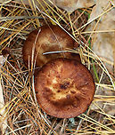 Bulbous Honey Fungus - Armillaria gallica *Species ID is tentative<br />
<br />
Habitat: Growing on the ground under pine; mixed forest<br />
https://www.jungledragon.com/image/147098/bulbous_honey_fungus_-_armillaria_gallica.html<br />
https://www.jungledragon.com/image/147100/bulbous_honey_fungus_-_armillaria_gallica.html<br />
https://www.jungledragon.com/image/147099/bulbous_honey_fungus_-_armillaria_gallica.html Armillaria gallica,Bulbous Honey Fungus,Fall,Geotagged,United States,armillaria,fungus,mushroom