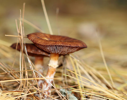 Bulbous Honey Fungus - Armillaria gallica *Species ID is tentative

Habitat: Growing on the ground under pine; mixed forest
https://www.jungledragon.com/image/147098/bulbous_honey_fungus_-_armillaria_gallica.html
https://www.jungledragon.com/image/147100/bulbous_honey_fungus_-_armillaria_gallica.html
https://www.jungledragon.com/image/147099/bulbous_honey_fungus_-_armillaria_gallica.html Armillaria gallica,Bulbous Honey Fungus,Fall,Geotagged,United States