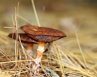 Bulbous Honey Fungus - Armillaria gallica *Species ID is tentative<br />
<br />
Habitat: Growing on the ground under pine; mixed forest<br />
https://www.jungledragon.com/image/147098/bulbous_honey_fungus_-_armillaria_gallica.html<br />
https://www.jungledragon.com/image/147100/bulbous_honey_fungus_-_armillaria_gallica.html<br />
https://www.jungledragon.com/image/147099/bulbous_honey_fungus_-_armillaria_gallica.html Armillaria gallica,Bulbous Honey Fungus,Fall,Geotagged,United States