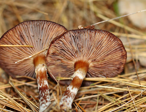 Bulbous Honey Fungus - Armillaria gallica *Species ID is tentative

Habitat: Growing on the ground under pine; mixed forest
https://www.jungledragon.com/image/147098/bulbous_honey_fungus_-_armillaria_gallica.html
https://www.jungledragon.com/image/147100/bulbous_honey_fungus_-_armillaria_gallica.html
https://www.jungledragon.com/image/147099/bulbous_honey_fungus_-_armillaria_gallica.html Armillaria gallica,Bulbous Honey Fungus,Fall,Geotagged,United States