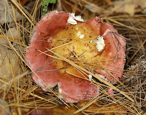 Hintapink - Russula paludosa *Species ID is tentative

Habitat: Growing under pine; mixed forest
https://www.jungledragon.com/image/147102/hintapink_-_russula_paludosa.html Fall,Geotagged,Hintapink,Russula,Russula paludosa,United States,fungus,mushroom