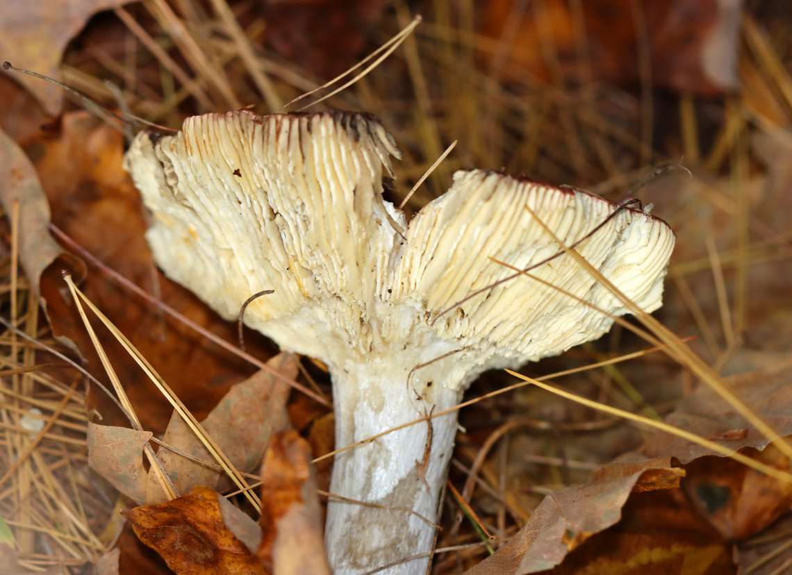 Hintapink - Russula paludosa *Species ID is tentative<br />
<br />
Habitat: Growing under pine; mixed forest<br />
<figure class="photo"><a href="https://www.jungledragon.com/image/147101/hintapink_-_russula_paludosa.html" title="Hintapink - Russula paludosa"><img src="https://s3.amazonaws.com/media.jungledragon.com/images/3232/147101_thumb.jpg?AWSAccessKeyId=05GMT0V3GWVNE7GGM1R2&Expires=1767225610&Signature=Tfl0mdvIIfqjAHTH7skVfgHB01E%3D" width="200" height="160" alt="Hintapink - Russula paludosa *Species ID is tentative<br />
<br />
Habitat: Growing under pine; mixed forest<br />
https://www.jungledragon.com/image/147102/hintapink_-_russula_paludosa.html Fall,Geotagged,Hintapink,Russula,Russula paludosa,United States,fungus,mushroom" /></a></figure> Fall,Geotagged,Russula paludosa,United States