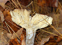 Hintapink - Russula paludosa *Species ID is tentative<br />
<br />
Habitat: Growing under pine; mixed forest<br />
https://www.jungledragon.com/image/147101/hintapink_-_russula_paludosa.html Fall,Geotagged,Russula paludosa,United States