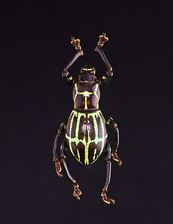 Weevil - Pachyrhynchus elenae *Pinned specimen; native to the Philippines Pachyrhynchus,Pachyrhynchus elenae,beetle,weevil
