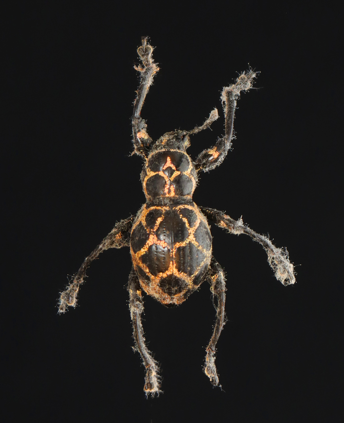 Weevil with Fungal Infection - Pachyrhynchus reticulatus This specimen is badly infected with fungus. I'm keeping it in a humid jar to see if the fungus will develop further.<br />
<br />
*Native to the Philippines Pachyrhynchus,Pachyrhynchus reticulatus,beetle,fungus,weevil