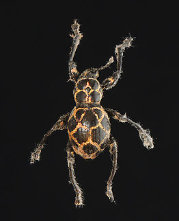 Weevil with Fungal Infection - Pachyrhynchus reticulatus This specimen is badly infected with fungus. I'm keeping it in a humid jar to see if the fungus will develop further.

*Native to the Philippines Pachyrhynchus,Pachyrhynchus reticulatus,beetle,fungus,weevil