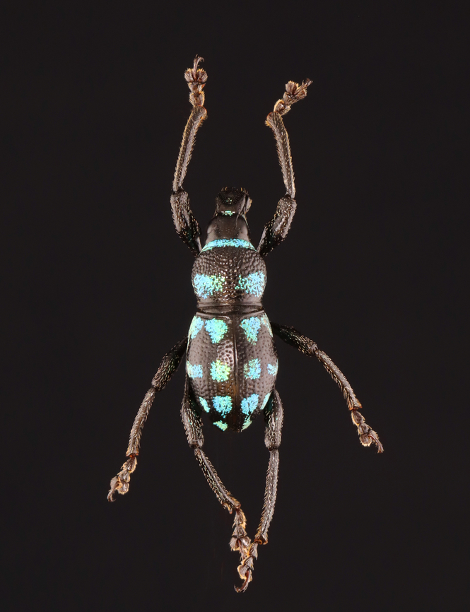 Weevil - Metapocyrtus elegans *Pinned specimen; native to the Philippines Metapocyrtus,Metapocyrtus elegans,beetle,weevil