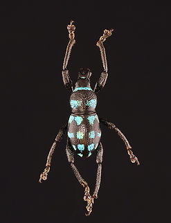 Weevil - Metapocyrtus elegans *Pinned specimen; native to the Philippines Metapocyrtus,Metapocyrtus elegans,beetle,weevil