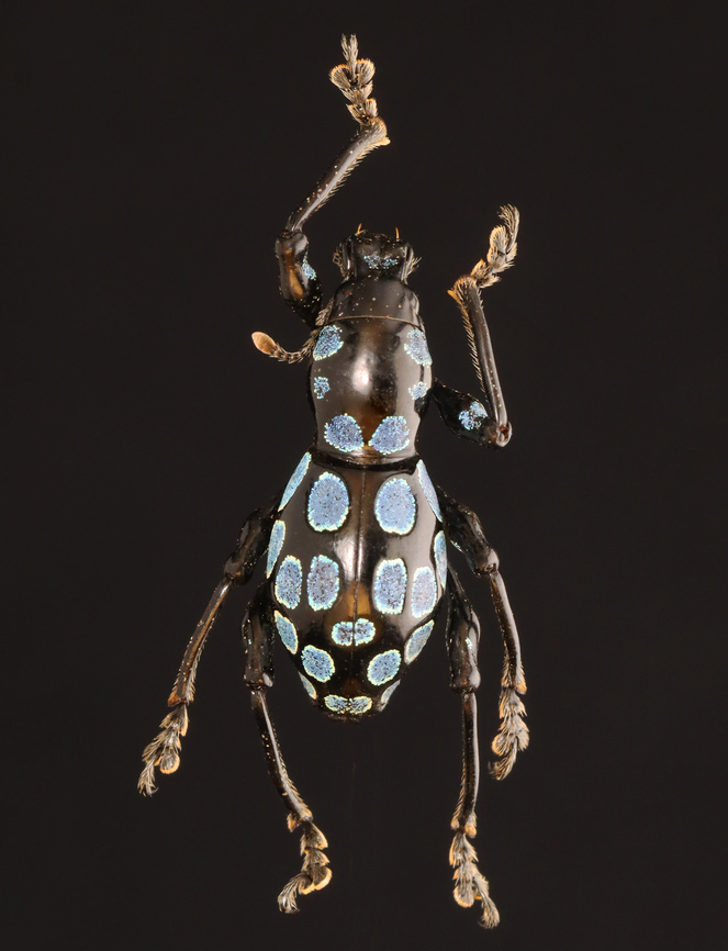 Weevil - Pachyrhynchus robustus *Pinned specimen; native to the Philippines Pachyrhynchus,Pachyrhynchus robustus,beetle,weevil