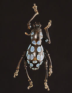 Weevil - Pachyrhynchus robustus *Pinned specimen; native to the Philippines Pachyrhynchus,Pachyrhynchus robustus,beetle,weevil