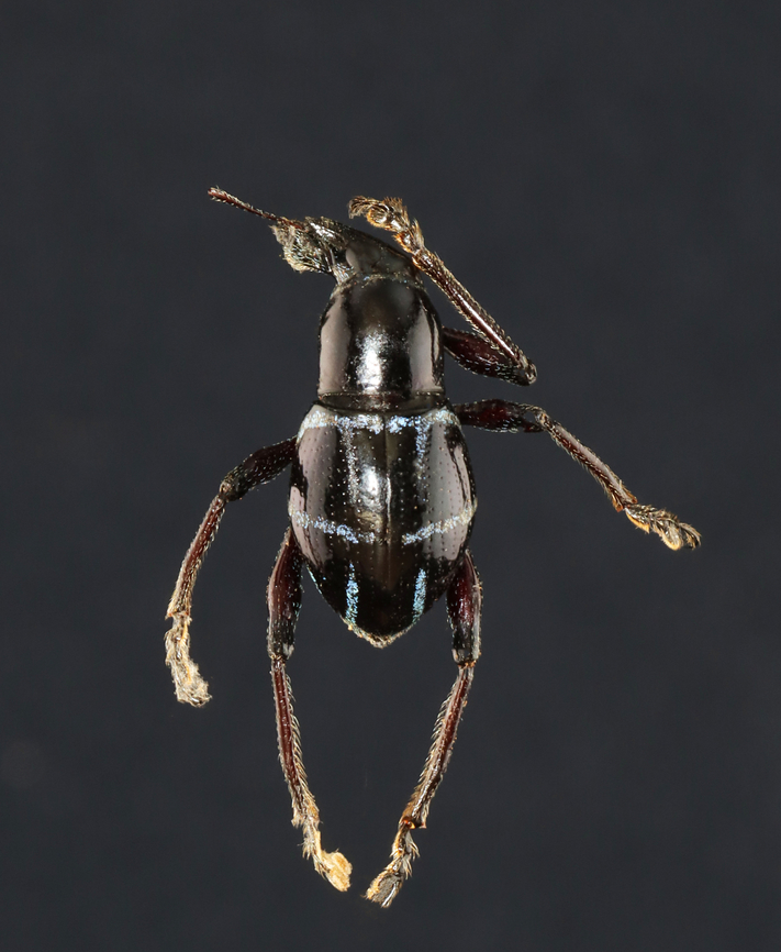 Weevil - Metapocyrtus moniliferus I have tried to reposition this beetle, but lost an antenna and leg in the process. This is the best I could do. It looks like it's scratching its head. ;P<br />
<br />
*Pinned specimen; native to the Philippines Metapocyrtus,Metapocyrtus moniliferus,beetle,weevil