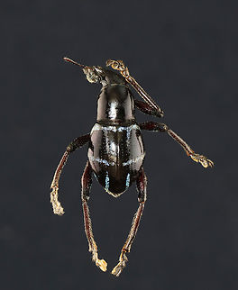 Weevil - Metapocyrtus moniliferus I have tried to reposition this beetle, but lost an antenna and leg in the process. This is the best I could do. It looks like it's scratching its head. ;P

*Pinned specimen; native to the Philippines Metapocyrtus,Metapocyrtus moniliferus,beetle,weevil