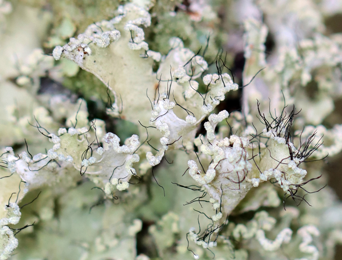 Foliose Lichen - Family Parmeliaceae Habitat: Growing on a twig; mixed forest/meadow edge<br />
<figure class="photo"><a href="https://www.jungledragon.com/image/147251/foliose_lichen_-_family_parmeliaceae.html" title="Foliose Lichen - Family Parmeliaceae"><img src="https://s3.amazonaws.com/media.jungledragon.com/images/3232/147251_thumb.jpg?AWSAccessKeyId=05GMT0V3GWVNE7GGM1R2&Expires=1759968010&Signature=L7MDzUjEIwQpspE1snR7bK1cDVk%3D" width="122" height="152" alt="Foliose Lichen - Family Parmeliaceae Habitat: Growing on a twig; mixed forest/meadow edge<br />
https://www.jungledragon.com/image/147247/foliose_lichen_-_family_parmeliaceae.html Fall,Geotagged,Parmeliaceae,United States,lichen" /></a></figure> Fall,Geotagged,Lichen,United States