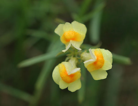Butter and Eggs - Linaria vulgaris Habitat: Meadow
https://www.jungledragon.com/image/147249/butter_and_eggs_-_linaria_vulgaris.html Butter-and-eggs,Fall,Geotagged,Linaria,Linaria vulgaris,United States,toadflax