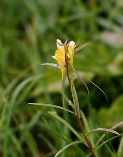 Butter and Eggs - Linaria vulgaris Habitat: Meadow
https://www.jungledragon.com/image/147248/butter_and_eggs_-_linaria_vulgaris.html Butter-and-eggs,Fall,Geotagged,Linaria vulgaris,United States