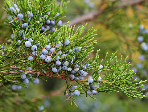 Eastern Red Cedar - Juniperus virginiana These fruits only occur on the female plants.

Fun fact: Cedar waxwings are very fond of these fruits. It only takes 12 minutes for them to digest the seeds, and seeds that are consumed by these bird have levels of germination roughly three times higher than those of seeds that the birds did not eat.

Habitat: Meadow/forest edge
https://www.jungledragon.com/image/147327/eastern_red_cedar_-_juniperus_virginiana.html
https://www.jungledragon.com/image/147328/eastern_red_cedar_-_juniperus_virginiana.html
https://www.jungledragon.com/image/147250/eastern_red_cedar_-_juniperus_virginiana.html Eastern Red-cedar,Fall,Geotagged,Juniperus,Juniperus virginiana,United States,cedar