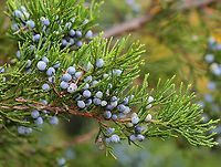 Eastern Red Cedar - Juniperus virginiana These fruits only occur on the female plants.<br />
<br />
Fun fact: Cedar waxwings are very fond of these fruits. It only takes 12 minutes for them to digest the seeds, and seeds that are consumed by these bird have levels of germination roughly three times higher than those of seeds that the birds did not eat.<br />
<br />
Habitat: Meadow/forest edge<br />
https://www.jungledragon.com/image/147327/eastern_red_cedar_-_juniperus_virginiana.html<br />
https://www.jungledragon.com/image/147328/eastern_red_cedar_-_juniperus_virginiana.html<br />
https://www.jungledragon.com/image/147250/eastern_red_cedar_-_juniperus_virginiana.html Eastern Red-cedar,Fall,Geotagged,Juniperus,Juniperus virginiana,United States,cedar