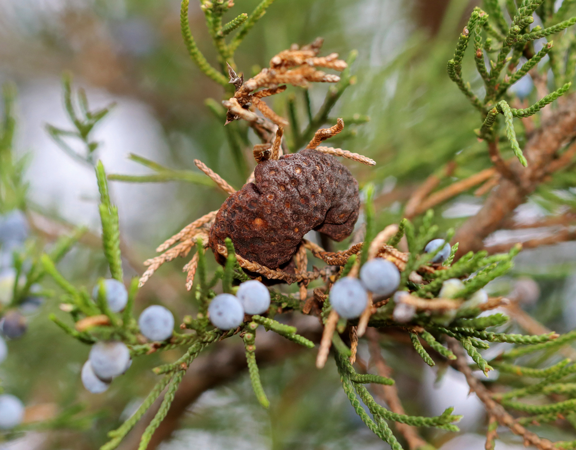 Cedar-apple Rust - Gymnosporangium juniperi-virginianae Host: Growing on Juniperus virginiana<br />
<figure class="photo"><a href="https://www.jungledragon.com/image/147326/cedar-apple_rust_-_gymnosporangium_juniperi-virginianae.html" title="Cedar-apple Rust - Gymnosporangium juniperi-virginianae"><img src="https://s3.amazonaws.com/media.jungledragon.com/images/3232/147326_thumb.jpg?AWSAccessKeyId=05GMT0V3GWVNE7GGM1R2&Expires=1759968010&Signature=cwkXBS9CO2RJdPepluK5OKVVeGU%3D" width="130" height="152" alt="Cedar-apple Rust - Gymnosporangium juniperi-virginianae Host: Growing on Juniperus virginiana<br />
https://www.jungledragon.com/image/147325/cedar-apple_rust_-_gymnosporangium_juniperi-virginianae.html Cedar-apple Rust,Fall,Geotagged,Gymnosporangium,Gymnosporangium juniperi-virginianae,United States,fungus" /></a></figure> Cedar-apple Rust,Fall,Geotagged,Gymnosporangium juniperi-virginianae,United States